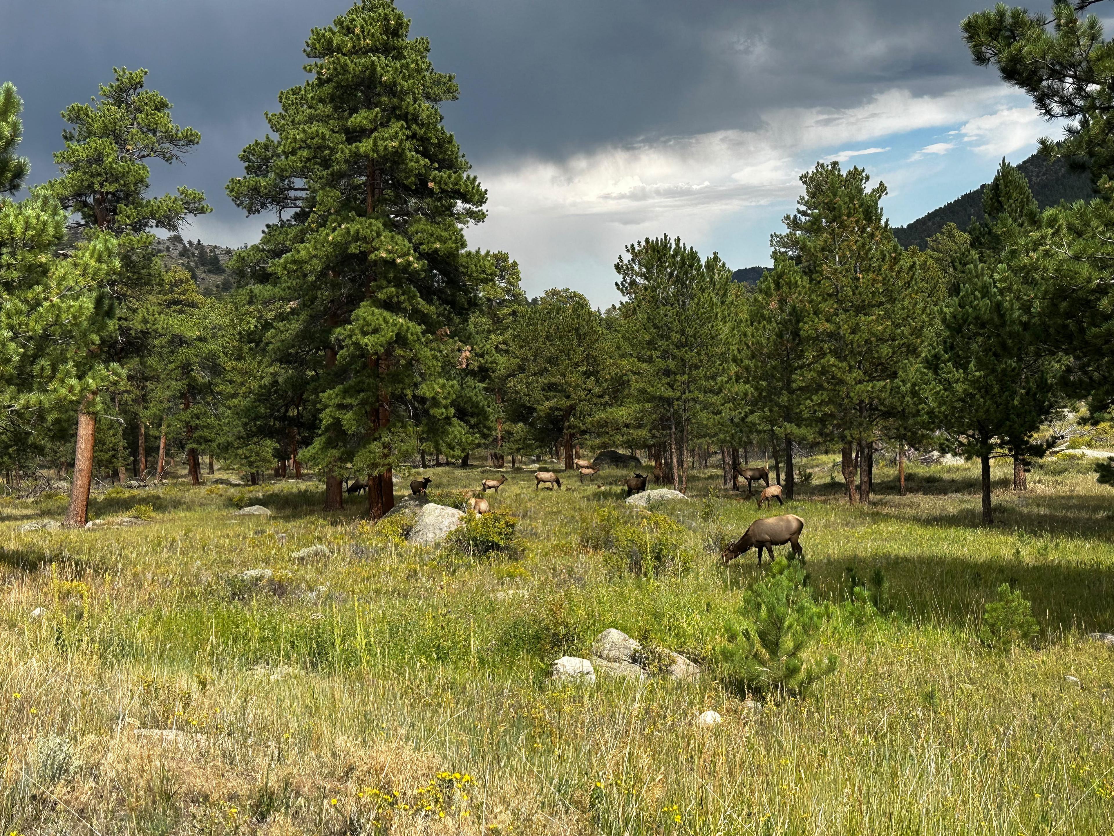 Elk grazing among pine trees and open grass in the national park