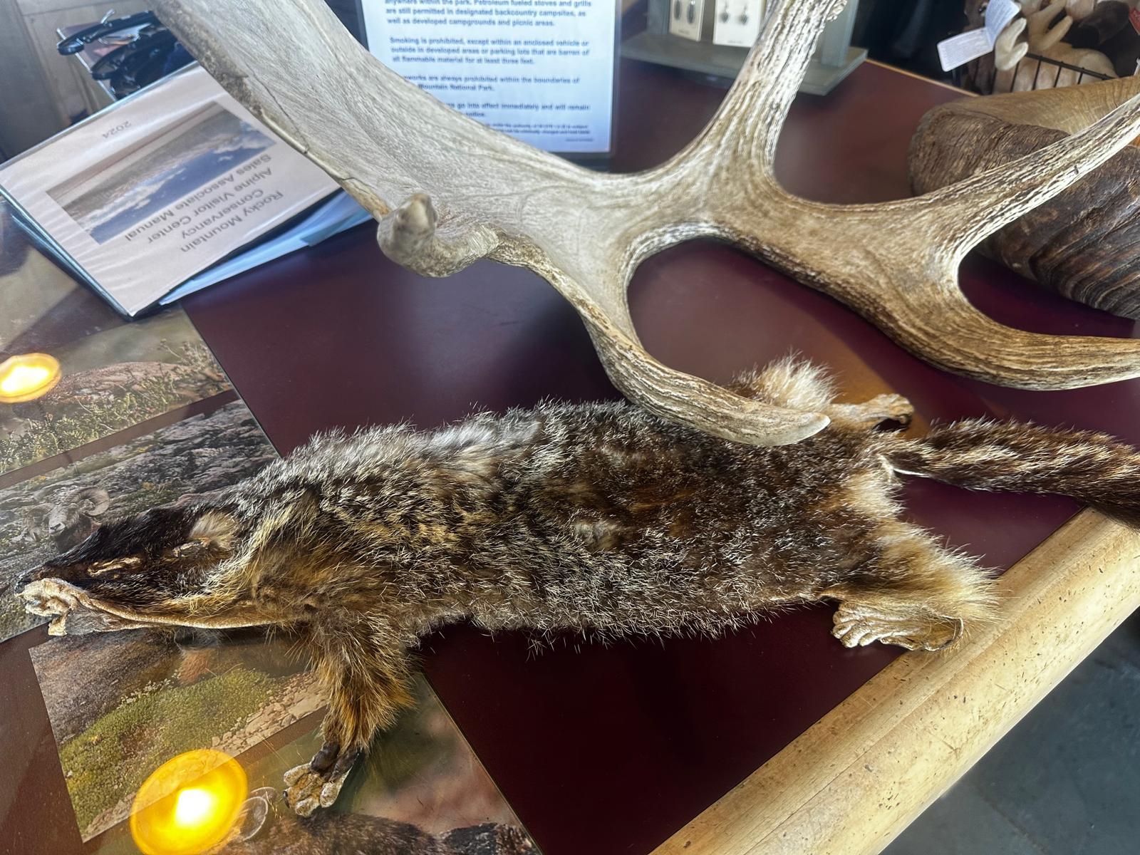 Wildlife education display with an elk antler and animal specimen