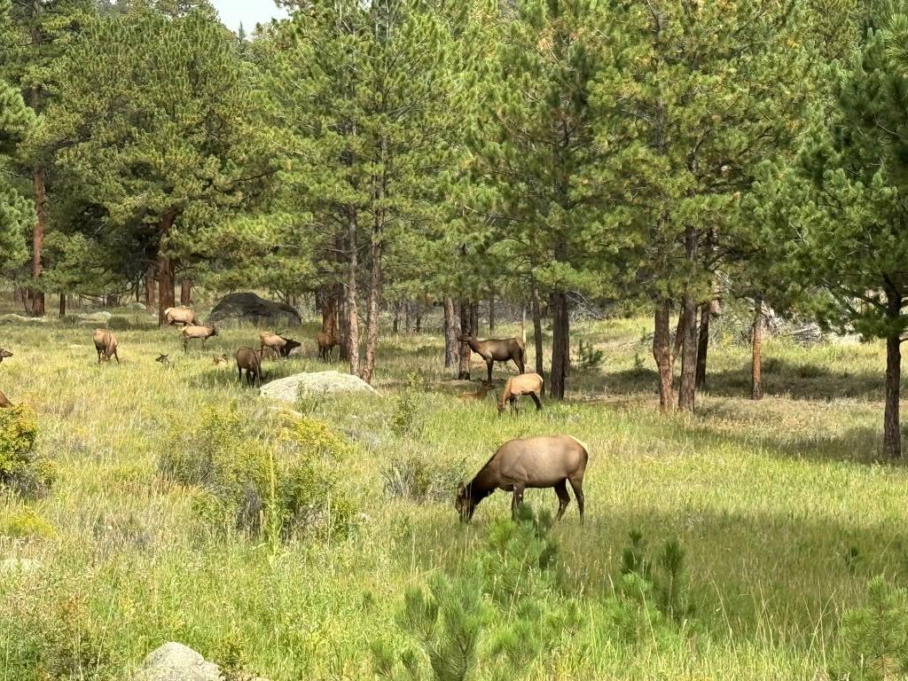 Elk grazing in a forest meadow in Rocky Mountain National Park