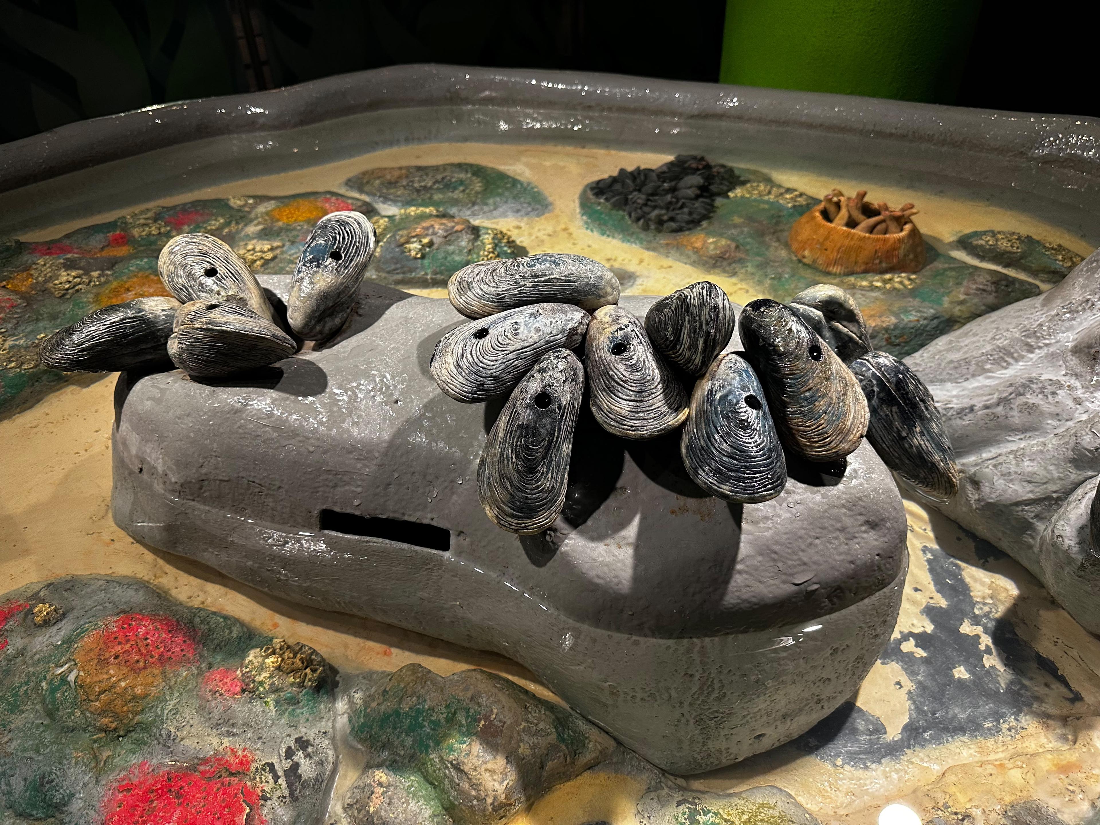 Turtles gathered on a rock inside Shedd Aquarium