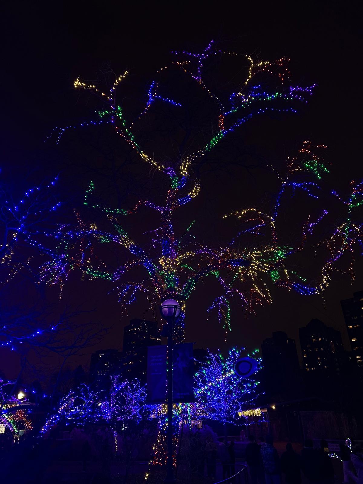 Trees wrapped in blue and purple lights during a Chicago winter event