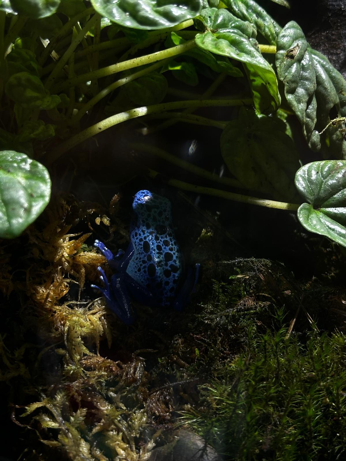Blue poison dart frog inside a planted aquarium habitat
