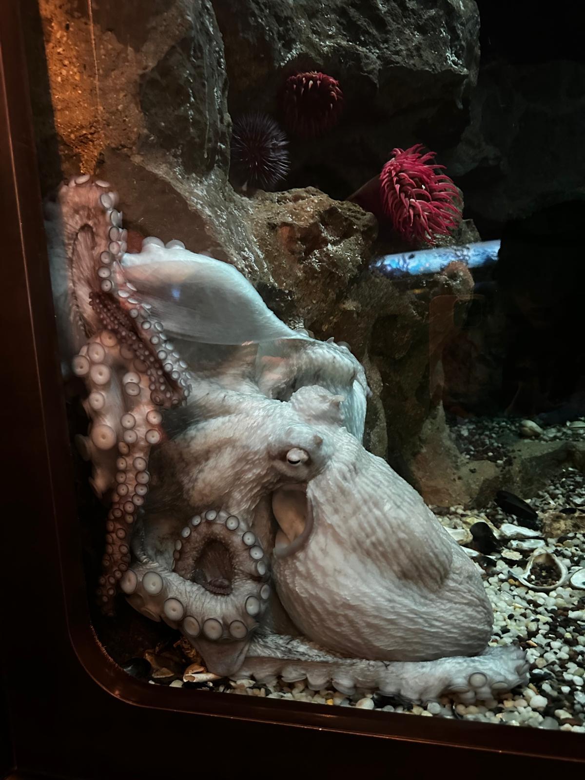 Octopus close-up inside Shedd Aquarium
