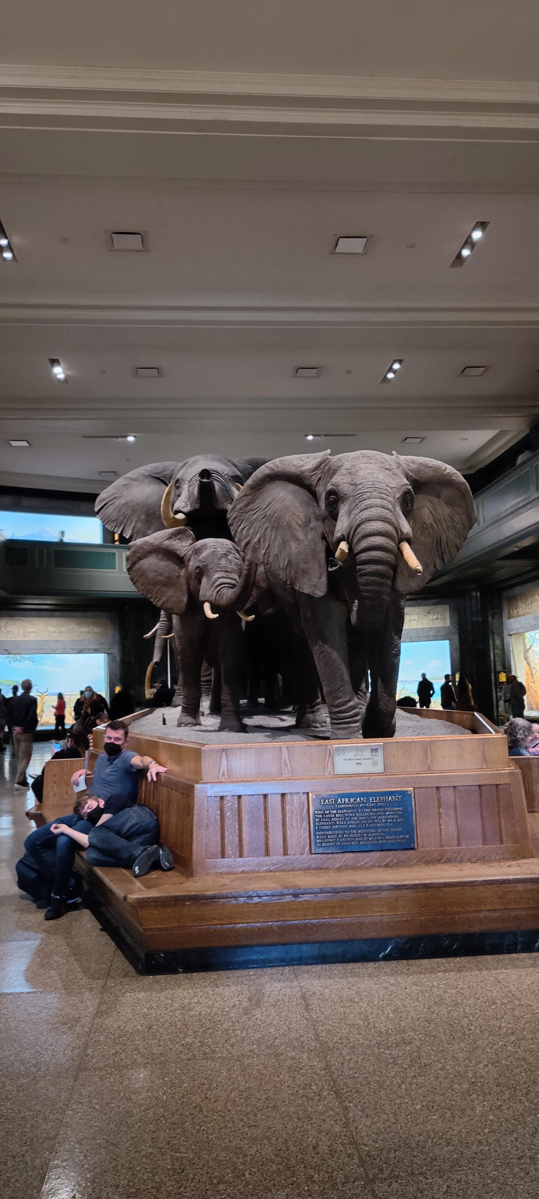 Elephant display inside a New York natural-history museum