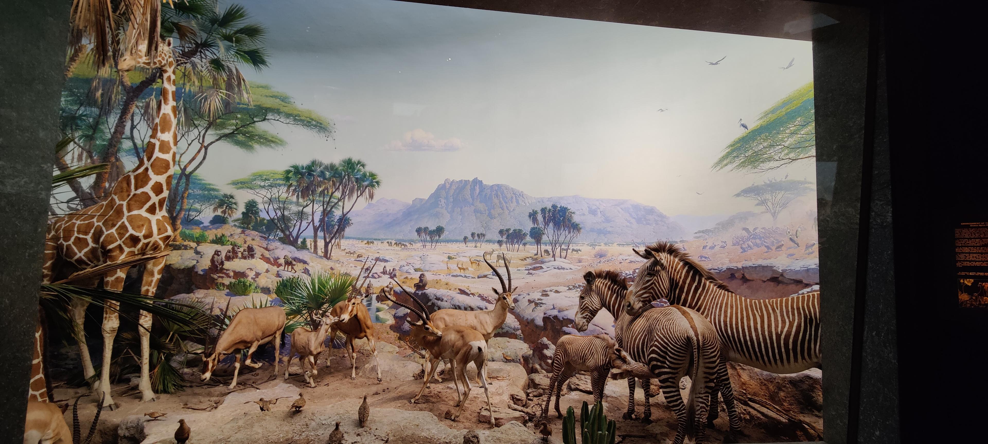 African wildlife diorama inside a natural-history museum