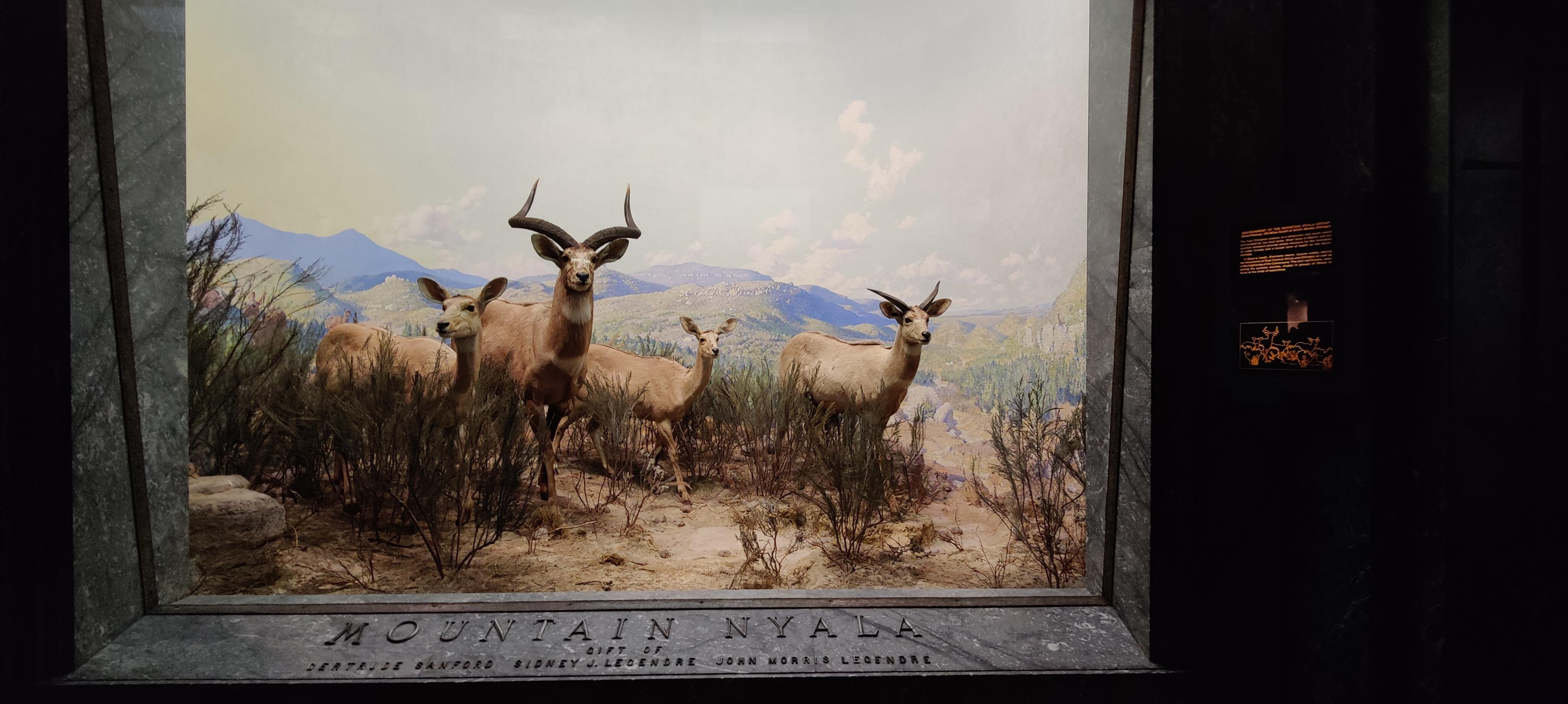 North American wildlife diorama inside a natural-history museum