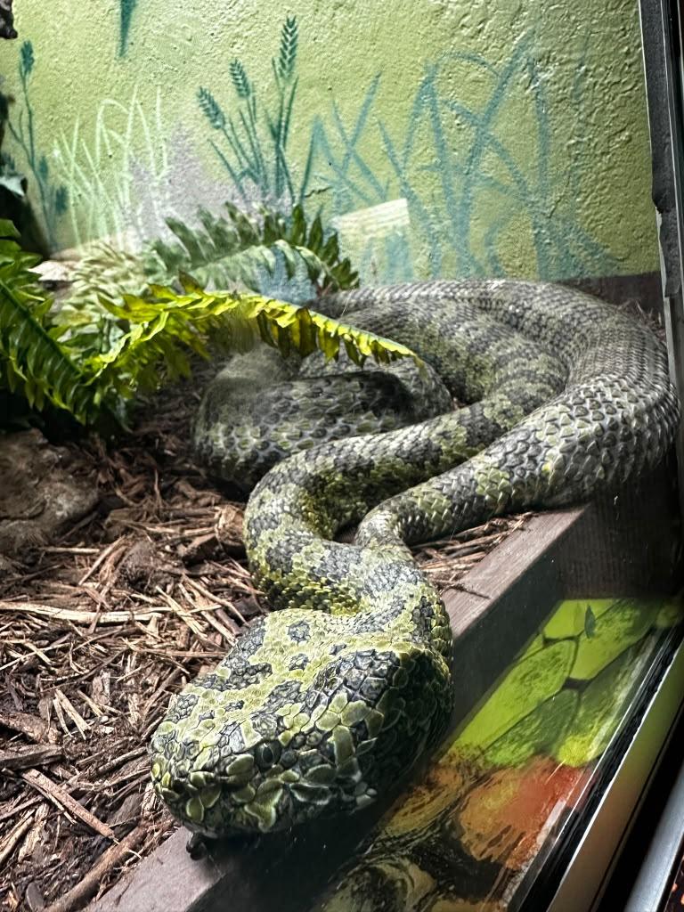 Snakes, turtles, lizards, and a surprisingly fun animal stop.