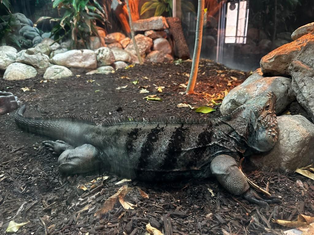 Snakes, turtles, lizards, and a surprisingly fun animal stop.