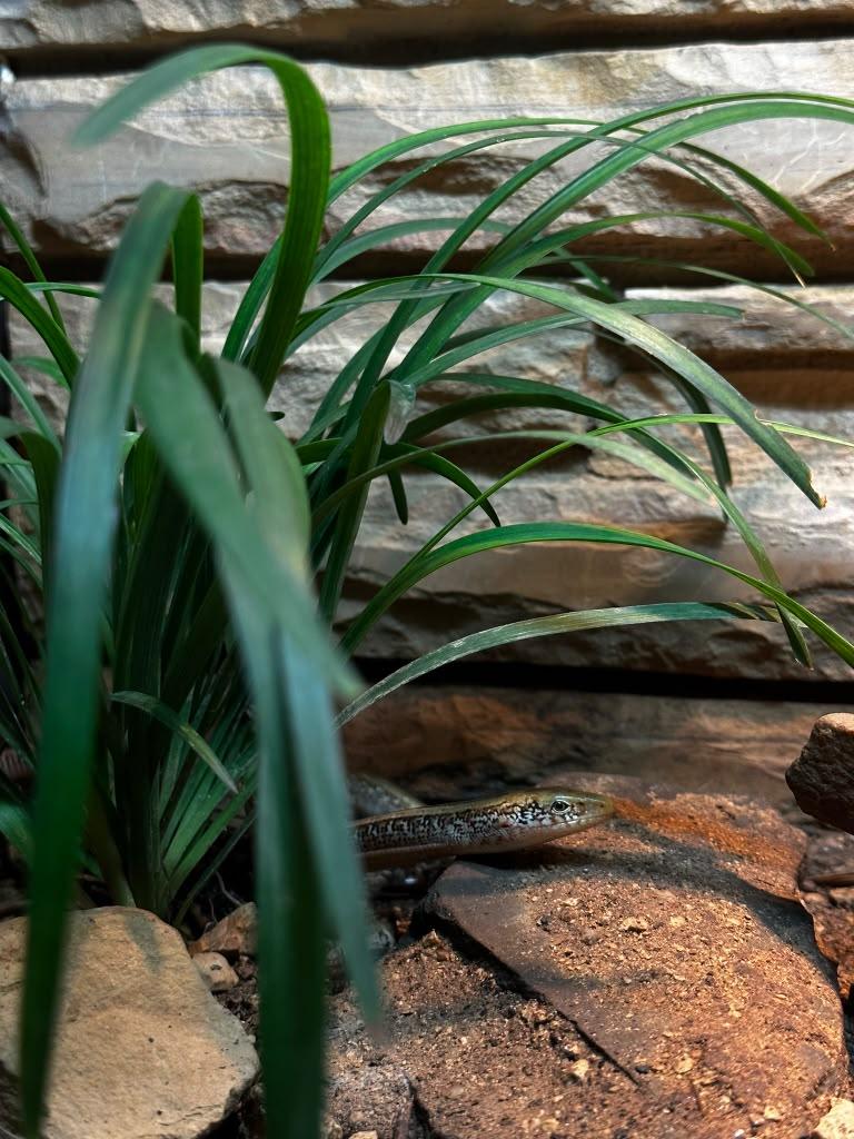 Snakes, turtles, lizards, and a surprisingly fun animal stop.