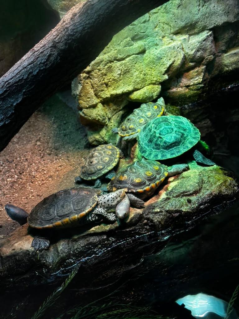 Snakes, turtles, lizards, and a surprisingly fun animal stop.