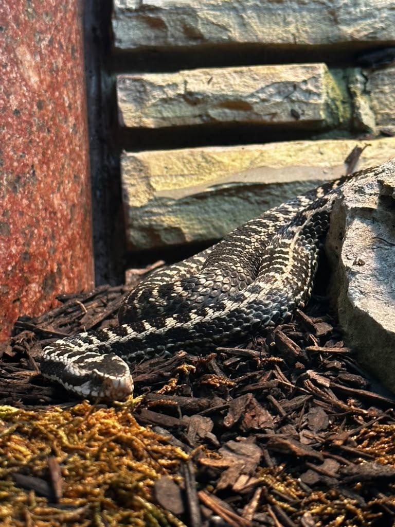 Snakes, turtles, lizards, and a surprisingly fun animal stop.
