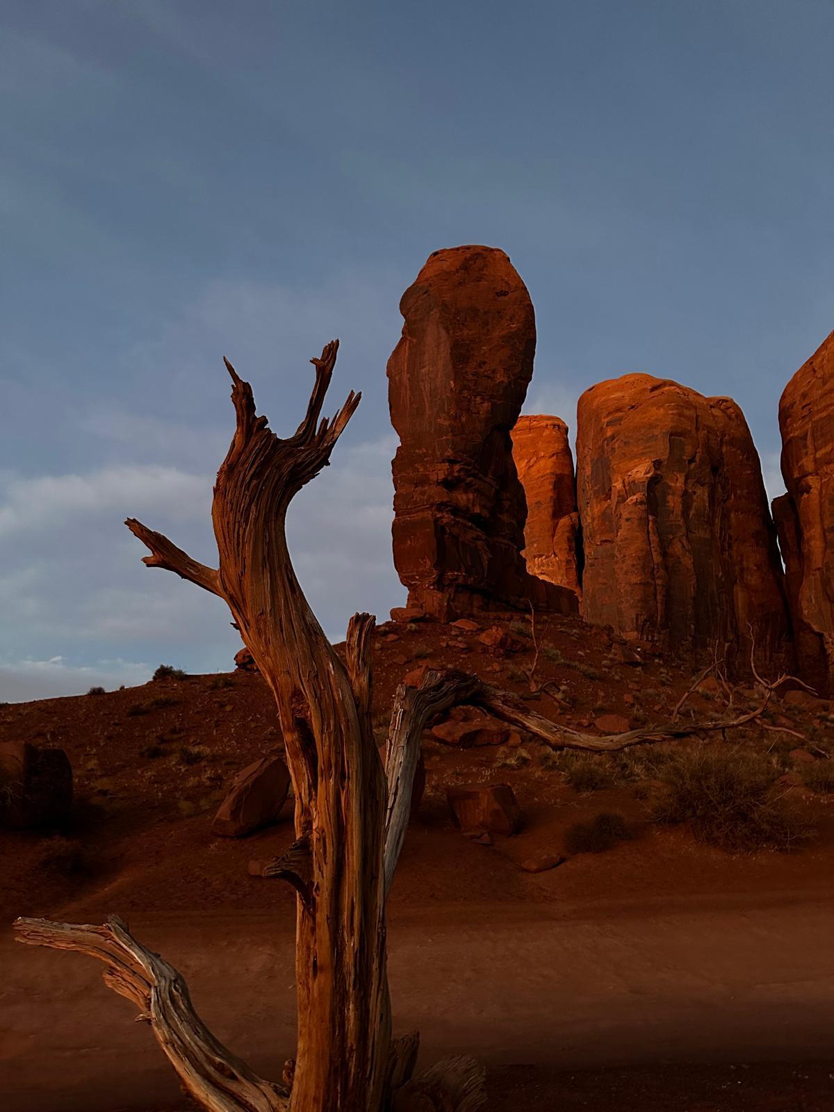 Weathered desert tree beside Monument Valley rock spires