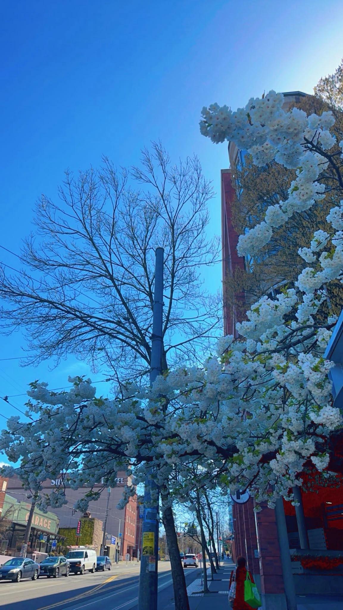 White flowering tree along a Seattle city street